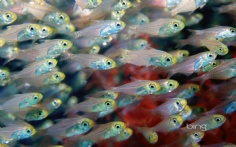 PygmySweepers1920x12002-21-2012 12_14_28 PM Bing Desktop